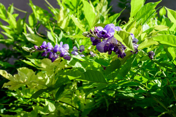 Close up of light purple Wisteria flowers and large green leaves towards cloudy sky in a garden in a sunny spring day, beautiful outdoor floral background.