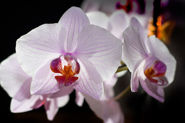 Naklejka na ściany i meble Orchid Flower