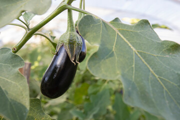 Natural eggplants in the greenhouse