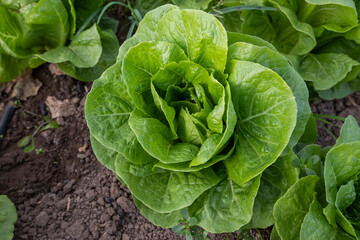 natural green lettuce in the greenhouse.