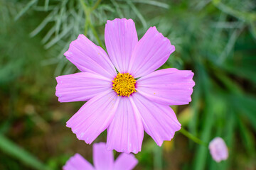 Fototapeta premium One delicate vivid pink flower of Cosmos plant in a British cottage style garden in a sunny summer day, beautiful outdoor floral background photographed with soft focus.