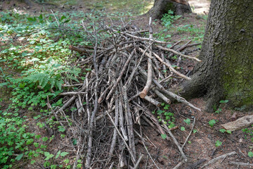 
a small pile of brushwood in the forest under a tree