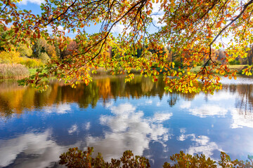 Oak leaves in autumn in Pavlovsky park, Pavlovsk, St. Petersburg, Russia