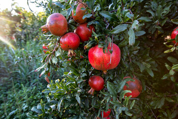 Pomegranate trees and natural red pomegranates