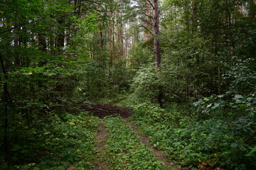 path in the forest