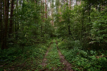 Obraz premium footpath in the woods