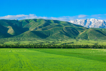 Obraz premium Mountains and fields. South of Kazakhstan.