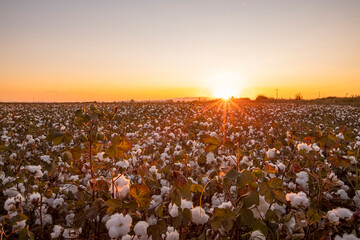 Cotton field at sunset, in the last light of the day