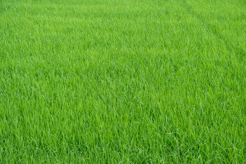 Obraz na płótnie Canvas Green rice plants in the fields