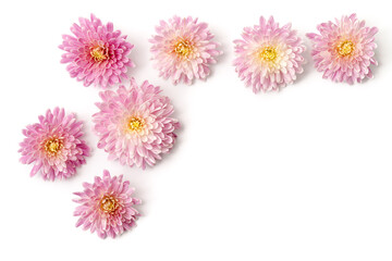 Chrysanthemenblüten