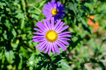 Close up of light purple aster flower and large green leaves in a garden in a sunny autumn day, beautiful outdoor floral background.