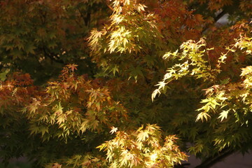 Trees in an autumn day