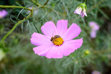 Obraz premium One delicate vivid pink flower of Cosmos plant in a British cottage style garden in a sunny summer day, beautiful outdoor floral background photographed with soft focus.