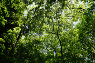 Obraz premium 新緑に覆われた祇王寺の庭園