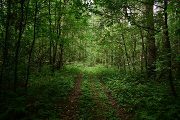 Fototapeta na wymiar footpath in the woods