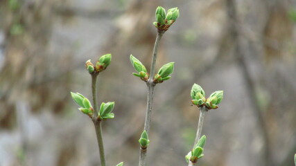 bud of a plant