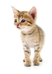 Obraz premium Kitten on white background.