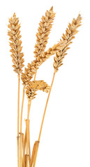 Fototapeta premium Ears of wheat.