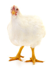 white hen isolated.