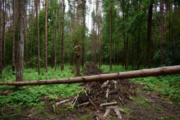 trunks in forest