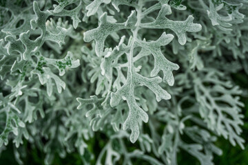 Closeup of fuzzy leaf of 'silver dust' plant