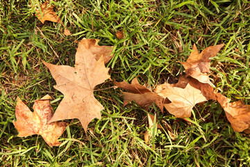 fallen leaves on the grass. autumn nature background