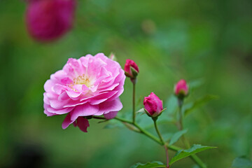 Obraz na płótnie Canvas Pink Rose
