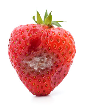 One rotten strawberry.