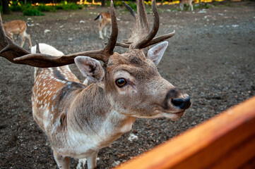 Deers playing around in a park