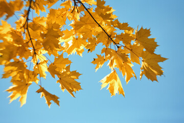 yellow maple leaves on branches on background of autumn sky.
