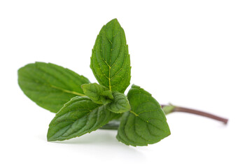 Leaves of green mint.