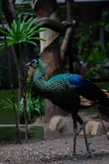 Peacock (Pavo cristatus) walks inside the zoo enclosure. This beautiful bird is also known as a symbol of beauty, elegance, and mysticism