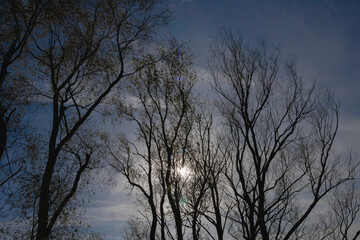 bare trees and sky