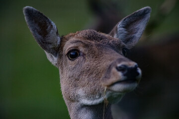 white deer