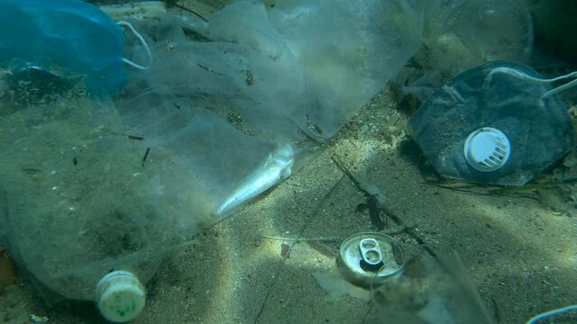 Dead Greater weever fish (Trachinus draco) hitting trapped in plastic bag lies inside plastic bag on the seabed among the medical face mask, plastic and other garbage. Plastic pollution of Ocean.  