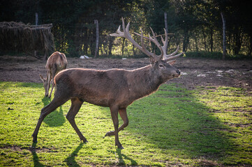 Buck in focus with big antlers