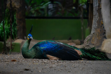 The Peacock (Pavo cristatus) is sitting inside the zoo enclosure. This beautiful bird is also known...