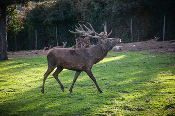 Buck in focus with big antlers