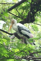 yellow billed stork in a tree
