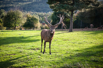 Buck in focus with big antlers