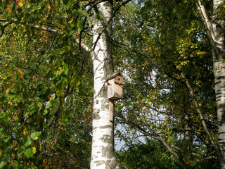 Fototapeta premium Birdhouse on a birch tree on a Sunny autumn day.