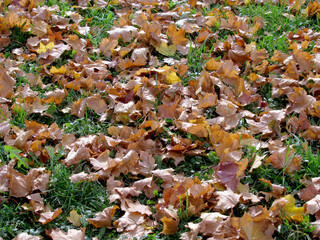 autumn dry yellow leaves on green grass on a Sunny day