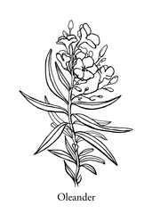 Oleander flower. Hand drawn botanical graphic element,black and white sketch