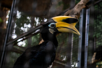 White-bellied kangkareng (Anthracoceros albirostris) is a species of hornbill in the bucerotidae family. This beautiful bird is spread across India, China & Southeast Asia. This bird has a large beak