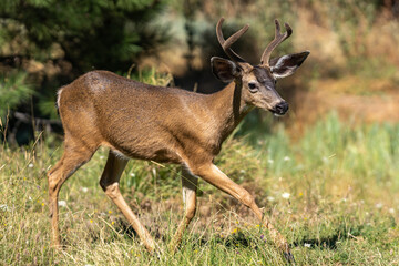 White-tailed Deer Buck with Antlers.