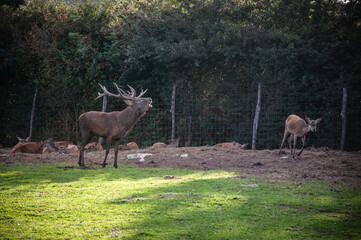 Buck in focus with big antlers