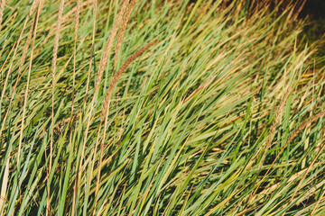 Decorative grass Leymus arenarius (or Grate sand, Elymus sand, Leymus, Volosnets, Elymus arenarius) with hard sharp leaves and with ripe ears swaying from gusts of wind in  Park. Selective focus.