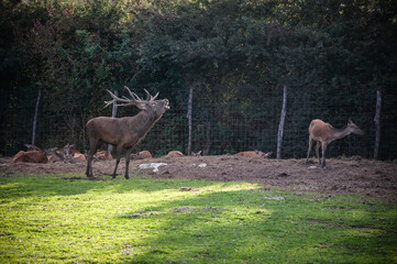 Buck in focus with big antlers