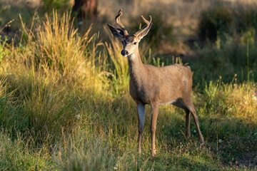 White-tailed Deer Buck with Antlers.