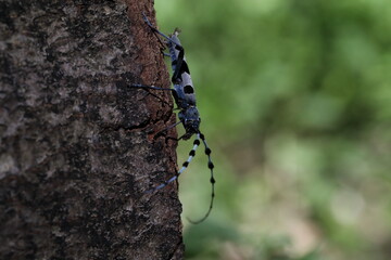  Rosalia longicorn (Rosalia alpina) or Alpine longhorn beetle Swabian Jura Germany